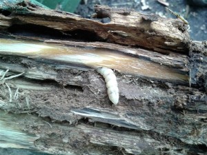 Houtworm detail