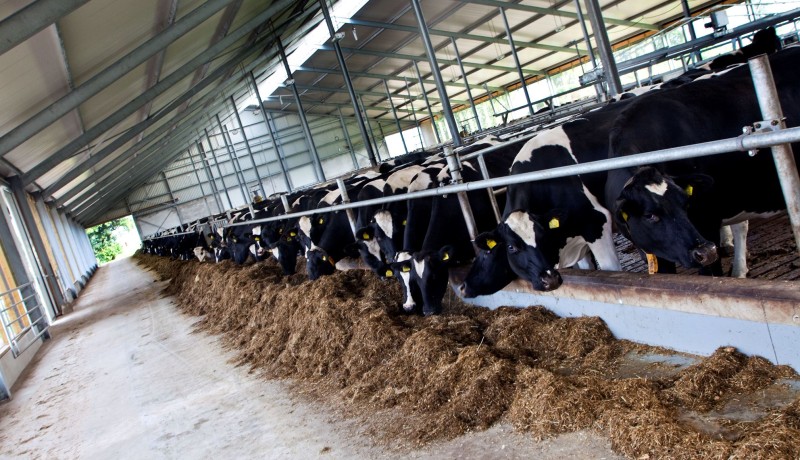 voergang koeien ligboxental Lemelerveld