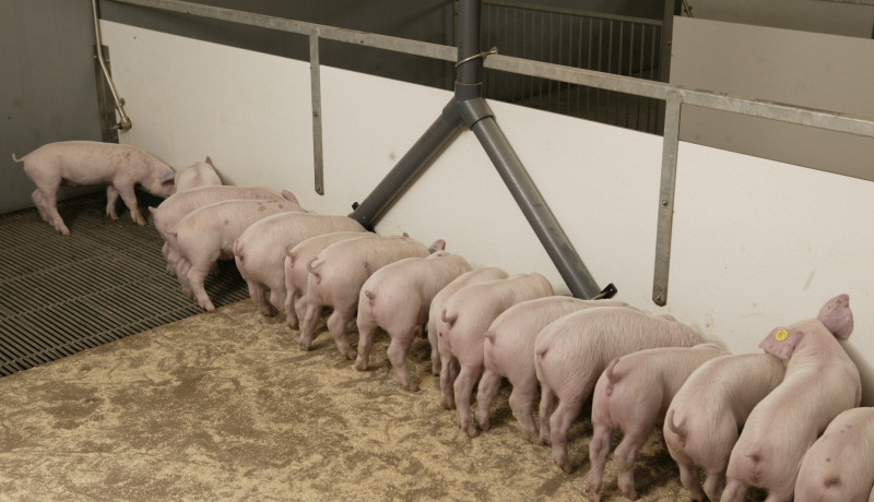 Exel stallenbouw: stalinrichting varkensstallen