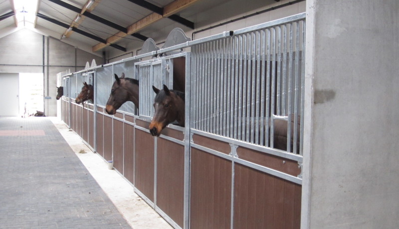 Paardenhouderij manege Exel Lemele